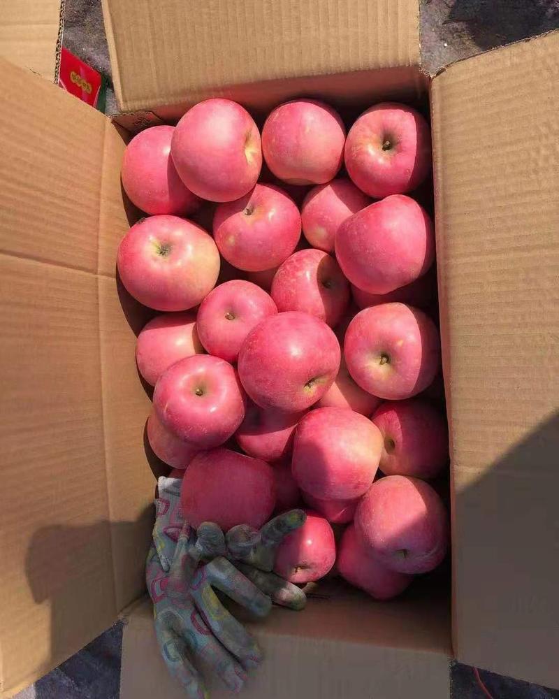 【红富士苹果】果园直采一手货源真实报价商超品质