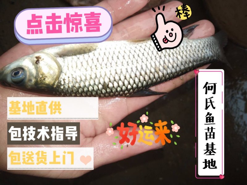 草鱼苗基地直供，包技术指导，免费送货上门