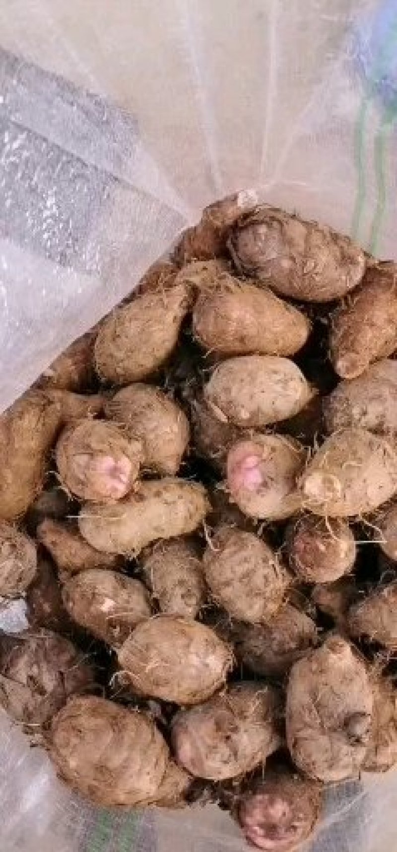 【牛商优选】精品芽红芋头，四川攀枝花产地直发