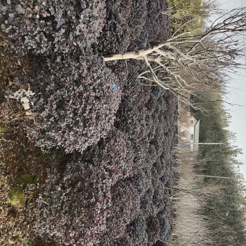 【优选商家】红花继木球，数量多，价格优惠，质量好欢迎订购