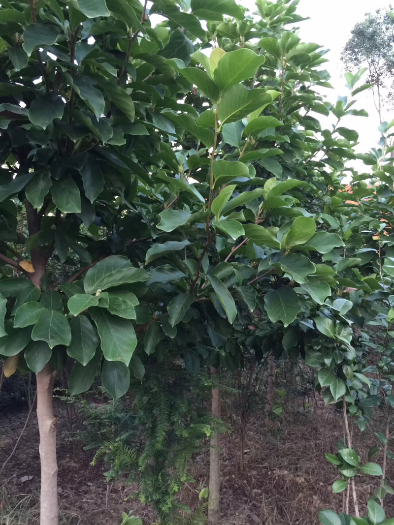 紫玉兰（大量供应4-10公分）