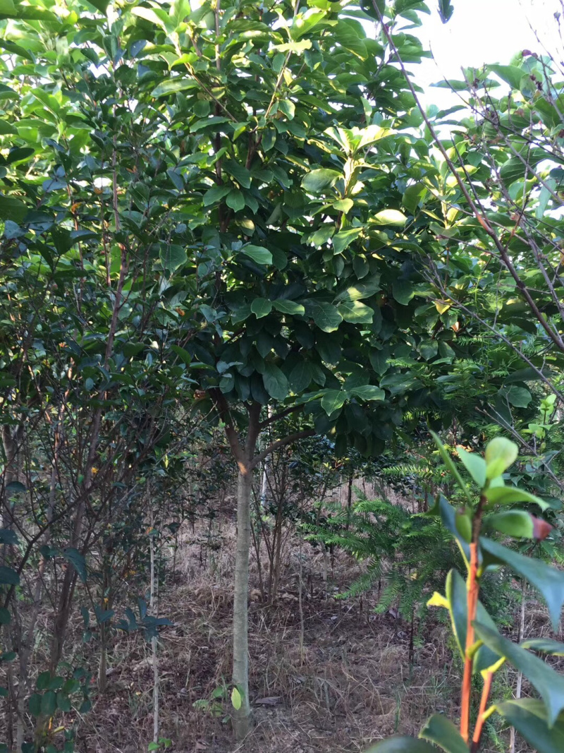 紫玉兰（大量供应4-10公分）