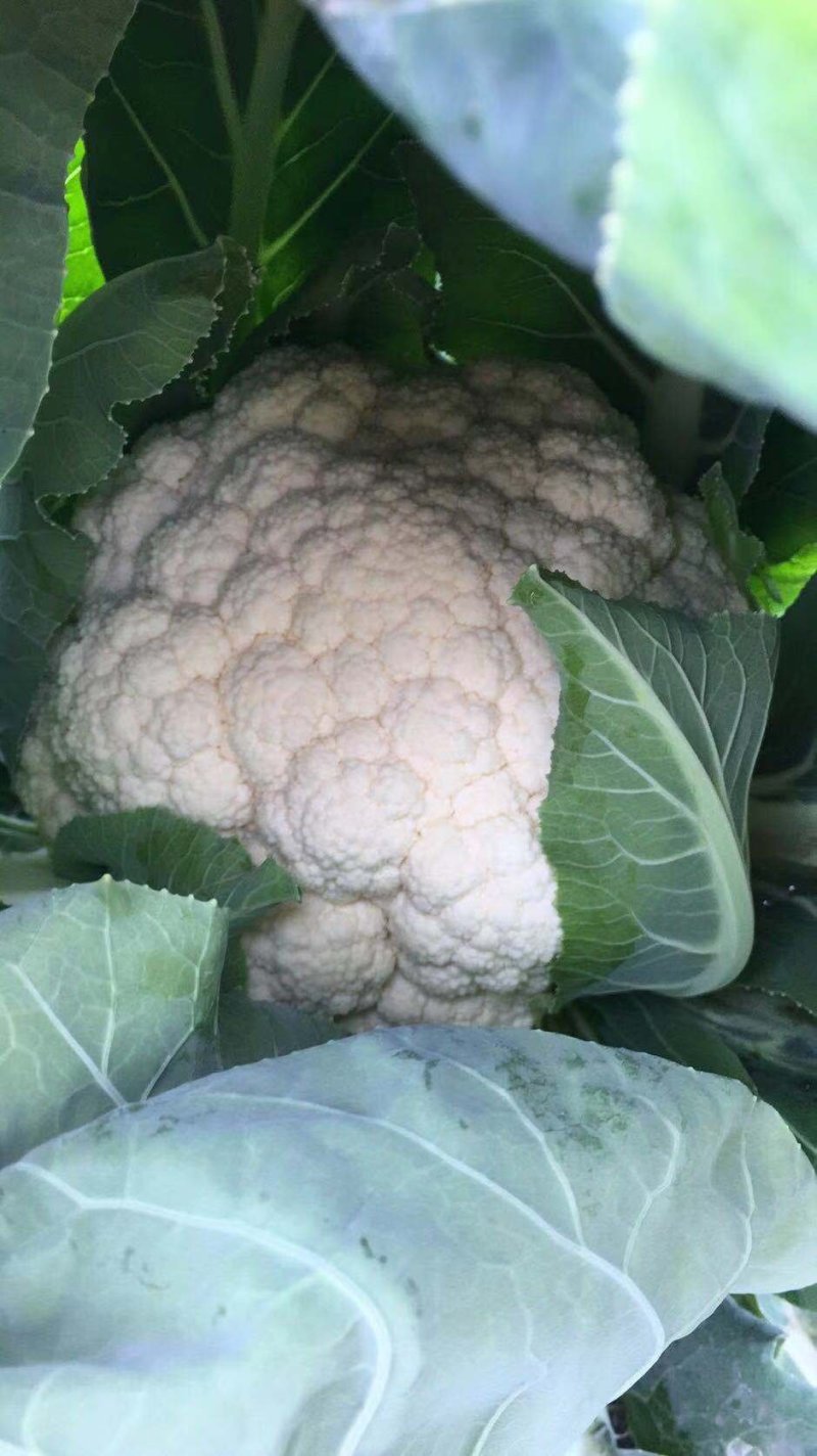 【有机花菜】有机花莱小米粒松花私产产地直发量大优惠电联