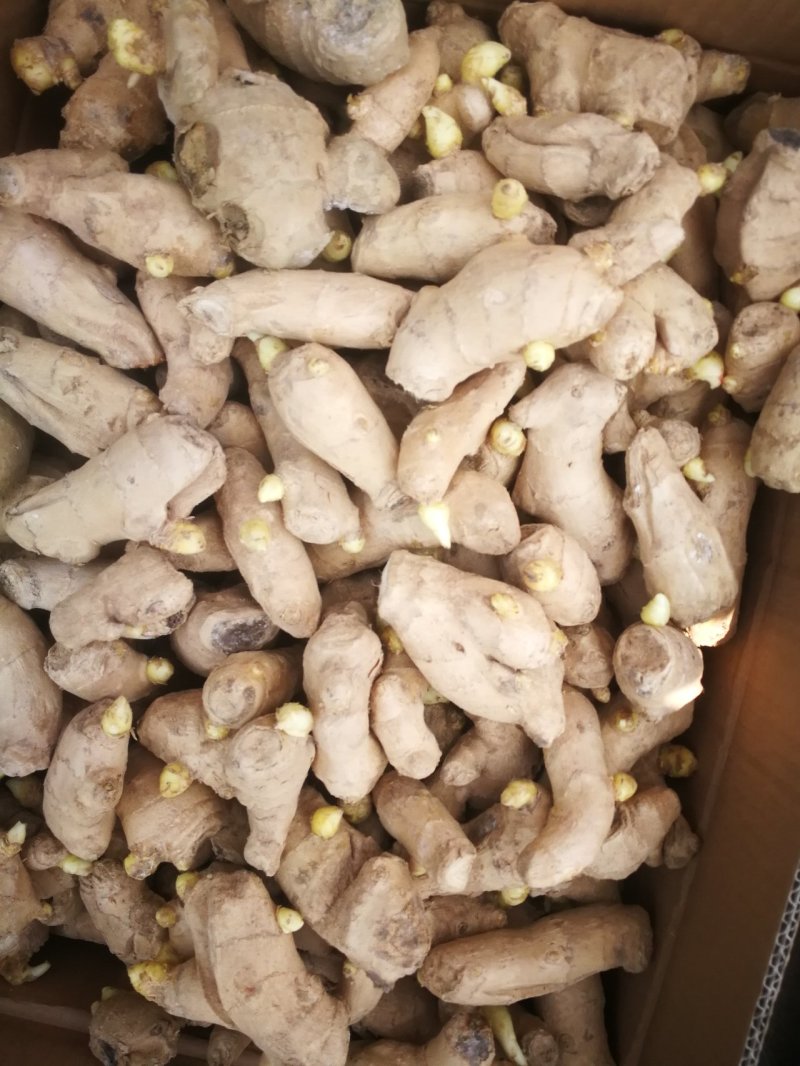 姜种山农一号姜种批发产地