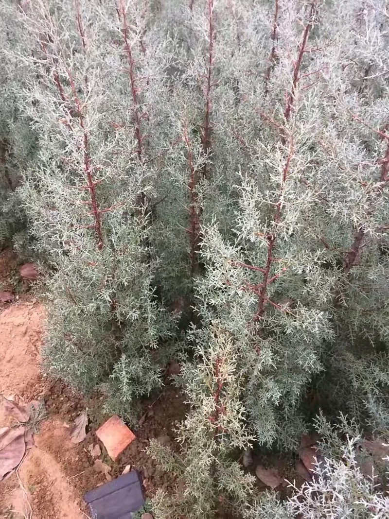 自产自销彩色苗木蓝冰柏（圣诞树）苗床小苗工程苗