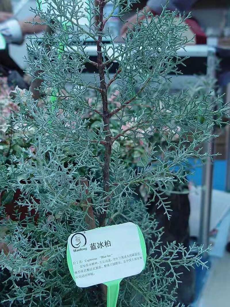 自产自销彩色苗木蓝冰柏（圣诞树）苗床小苗工程苗