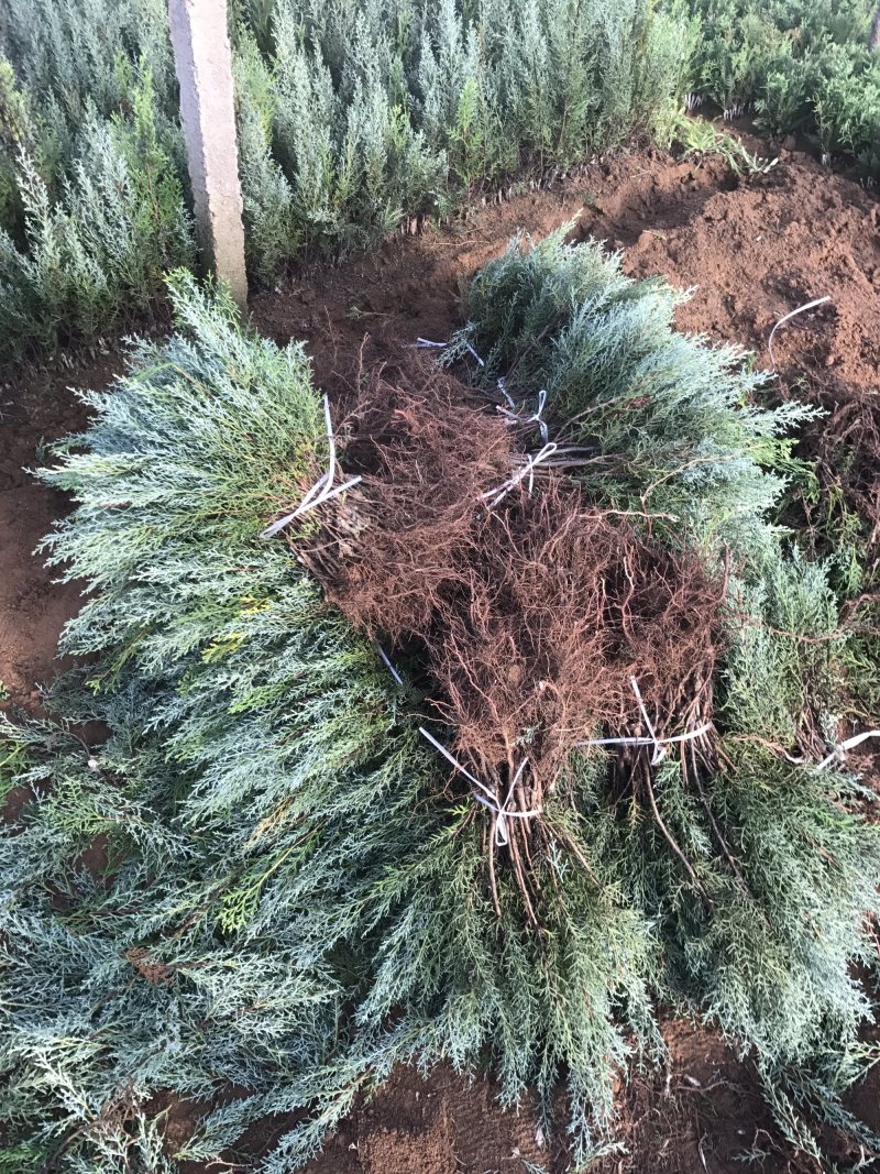 自产自销彩色苗木蓝冰柏（圣诞树）苗床小苗工程苗
