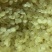 无硫无糖中双荚皂角米（雪莲子）