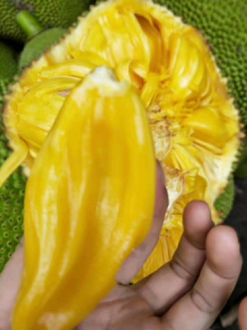海南黄肉菠萝蜜一件代发，马来一号，电商微商，此为代工价格