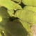 海南黄肉菠萝蜜一件代发，马来一号，电商微商，此为代工价格