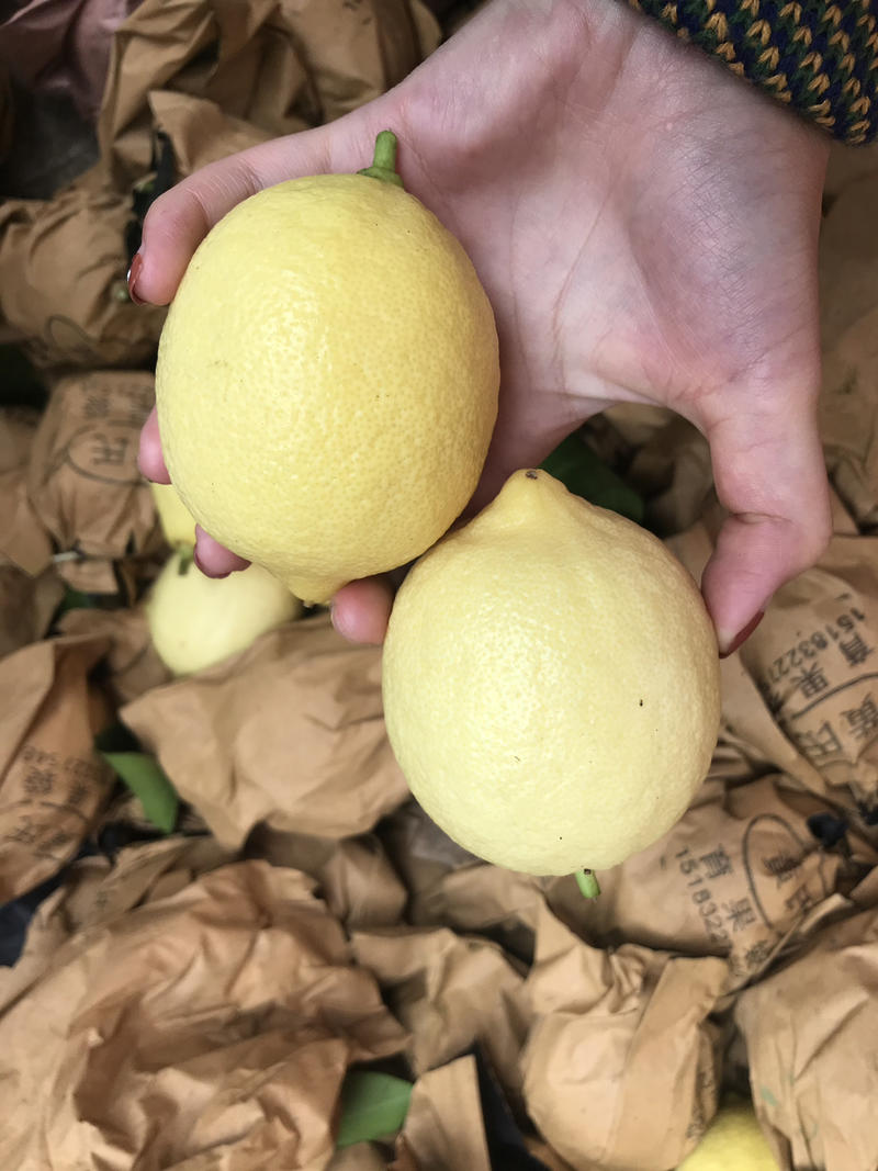 【包邮】安岳尤力克黄柠檬一级品质自产自销量大从优