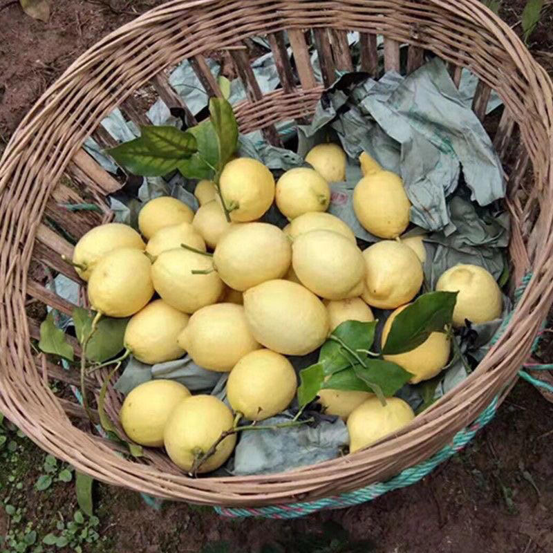 【包邮】安岳尤力克黄柠檬一级品质自产自销量大从优