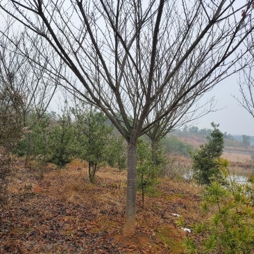 樱花晚樱园林绿化工程用苗