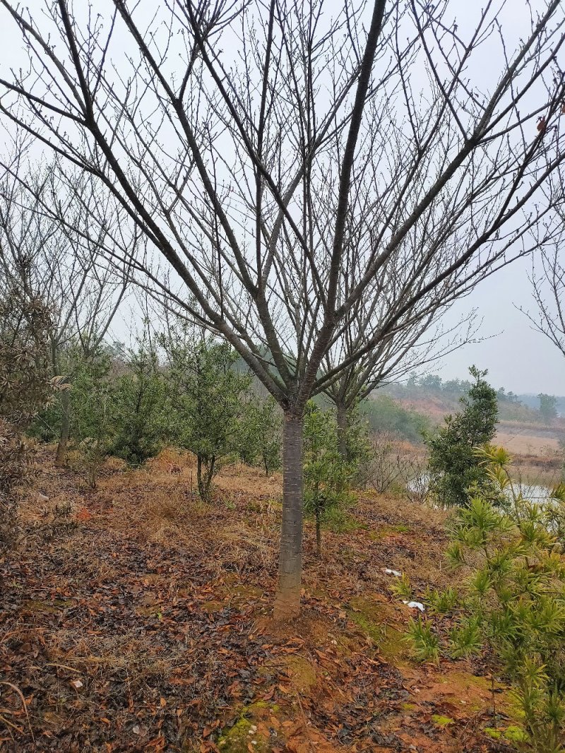 樱花晚樱园林绿化工程用苗