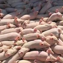 常年出售大约克母猪，生长速度快体型好，产仔多养殖户必选猪