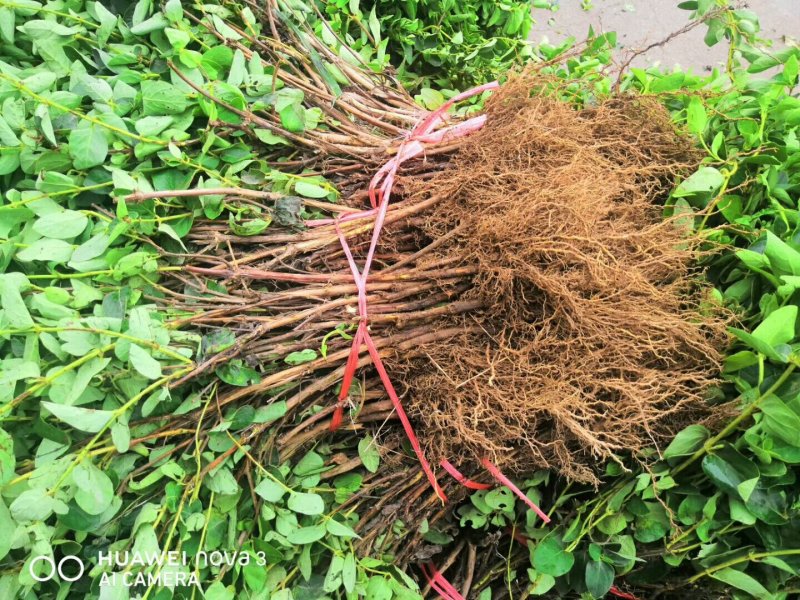 优质四季金银花苗基地直发品种优良包成活诚信经营放心苗