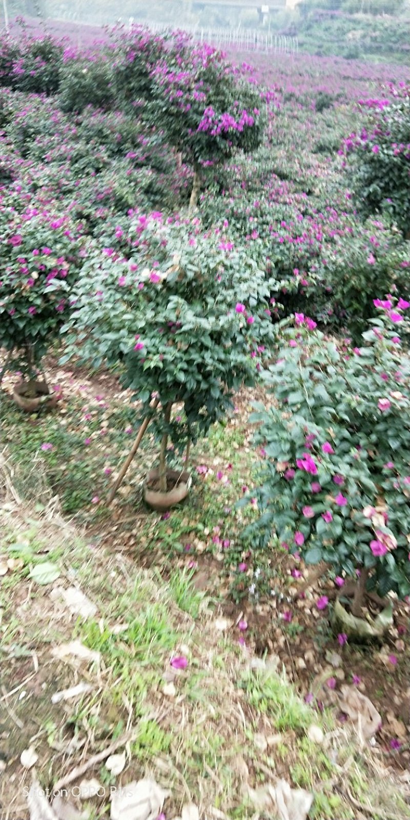插杆三角梅出售，美植袋精品，朋友的货，价格实惠