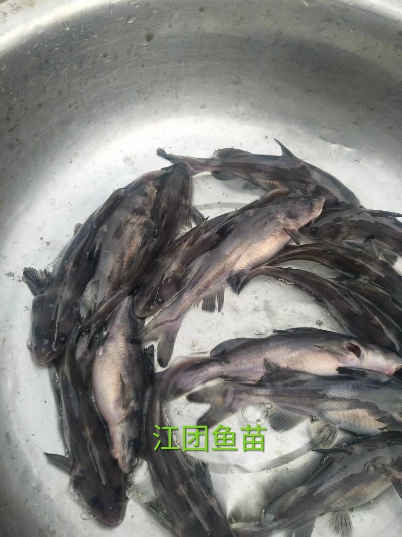 长吻鮠江团吻鱼苗江团鱼苗鮰鱼苗可送货上门货到付款