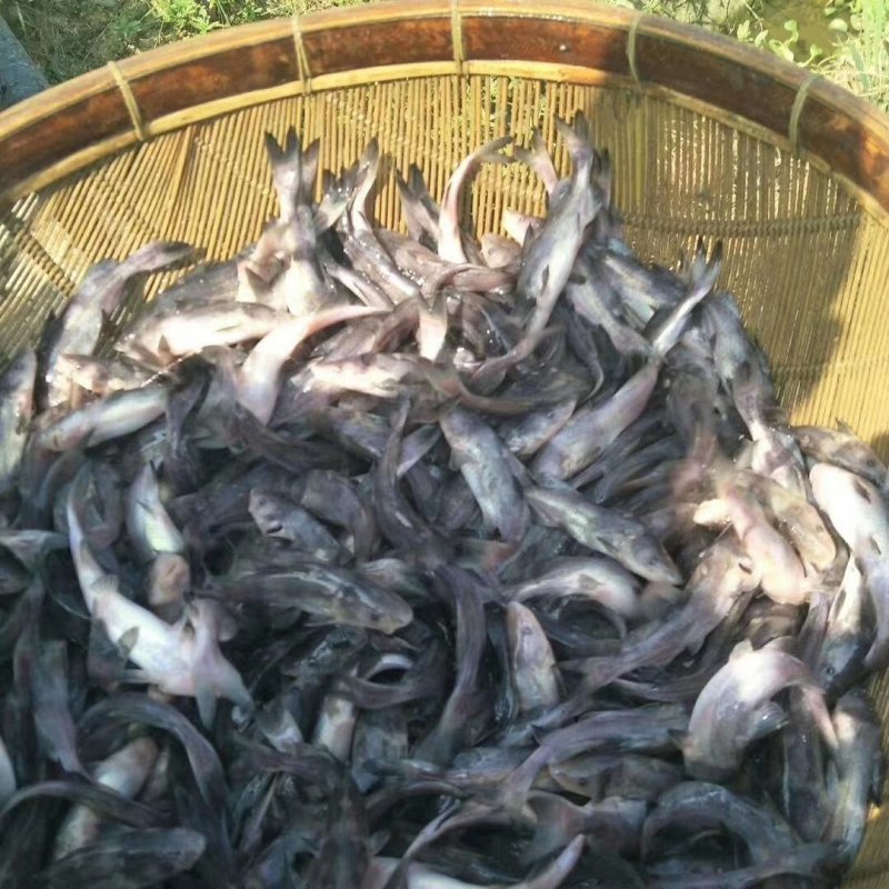 长吻鮠江团吻鱼苗江团鱼苗鮰鱼苗可送货上门货到付款