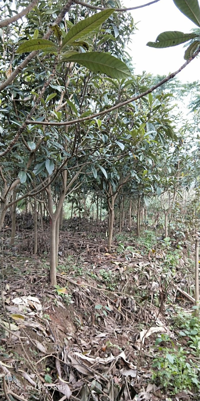 原生冠枇杷绿化用树数量超大，树形好，价格美丽