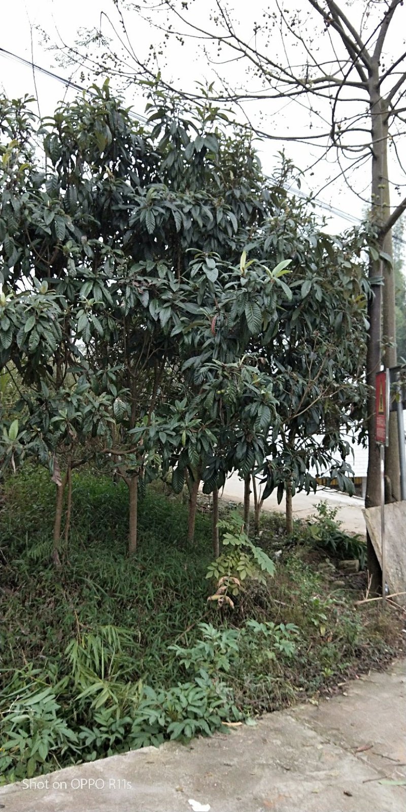 原生冠枇杷绿化用树数量超大，树形好，价格美丽