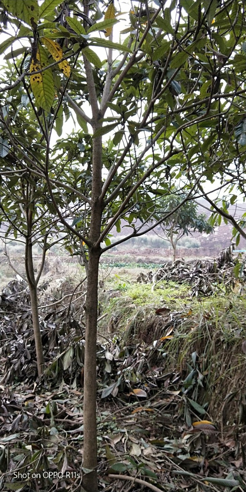 原生冠枇杷绿化用树数量超大，树形好，价格美丽