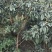 原生冠枇杷绿化用树数量超大，树形好，价格美丽