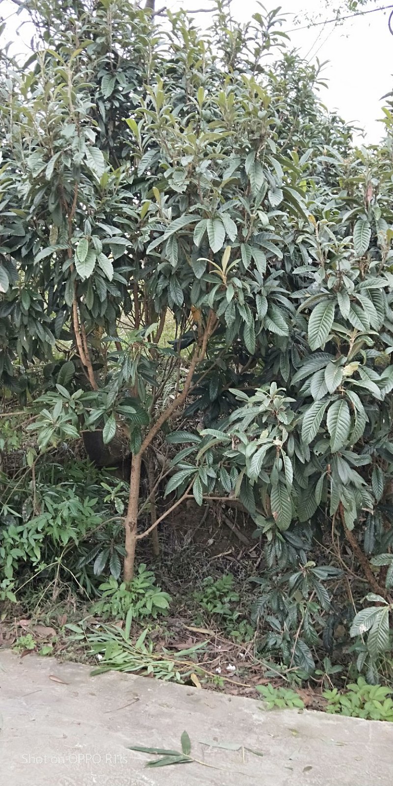 原生冠枇杷绿化用树数量超大，树形好，价格美丽