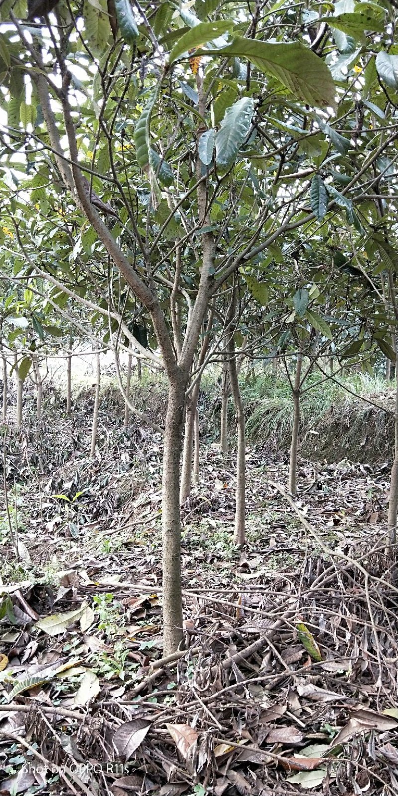 原生冠枇杷绿化用树数量超大，树形好，价格美丽