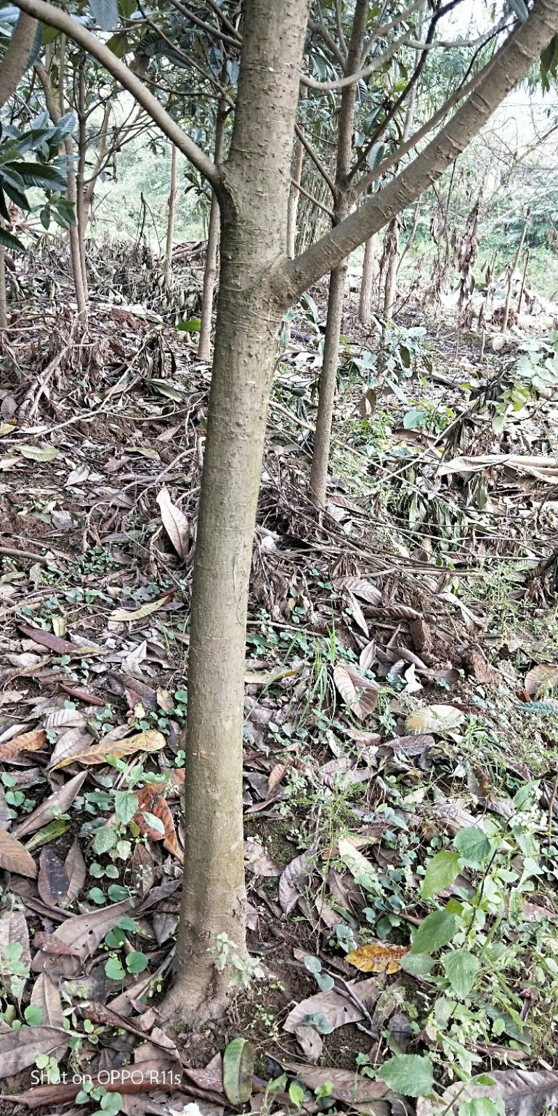 原生冠枇杷绿化用树数量超大，树形好，价格美丽