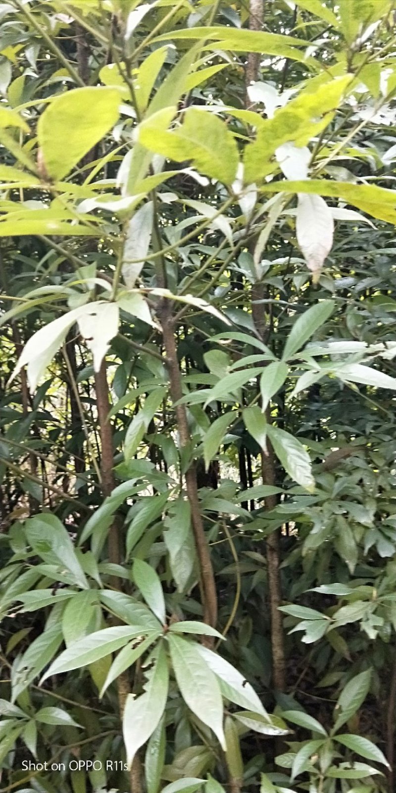桢楠树/桢楠杯苗数量十万株，高度30公分至1.5米