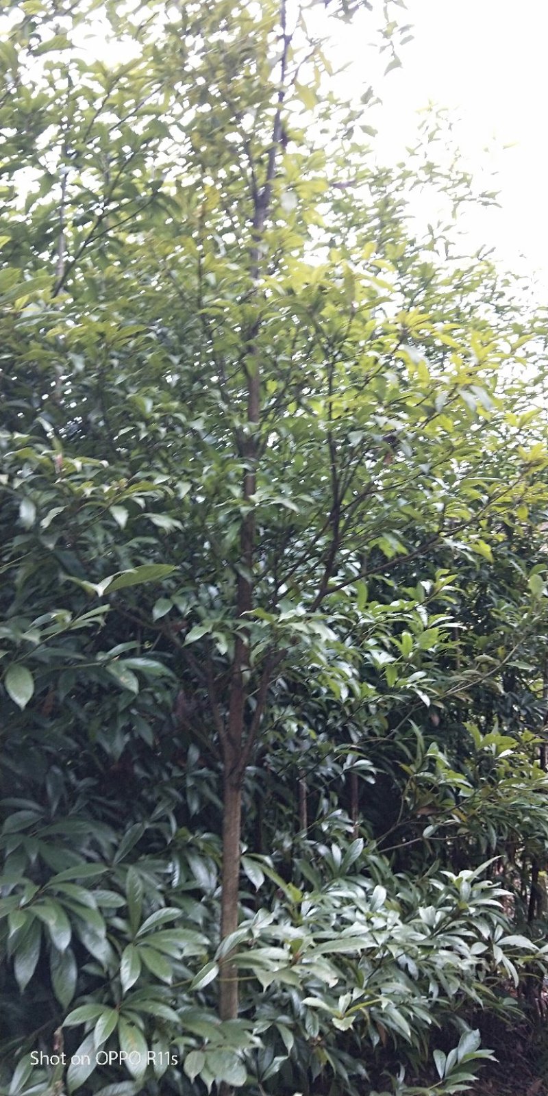 桢楠树/桢楠杯苗数量十万株，高度30公分至1.5米