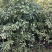 桢楠树/桢楠杯苗数量十万株，高度30公分至1.5米