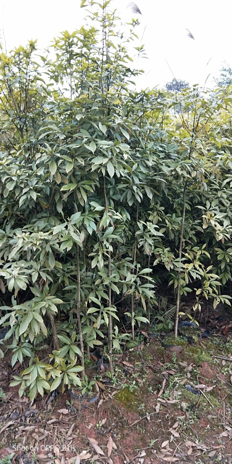 桢楠树/桢楠杯苗数量十万株，高度30公分至1.5米
