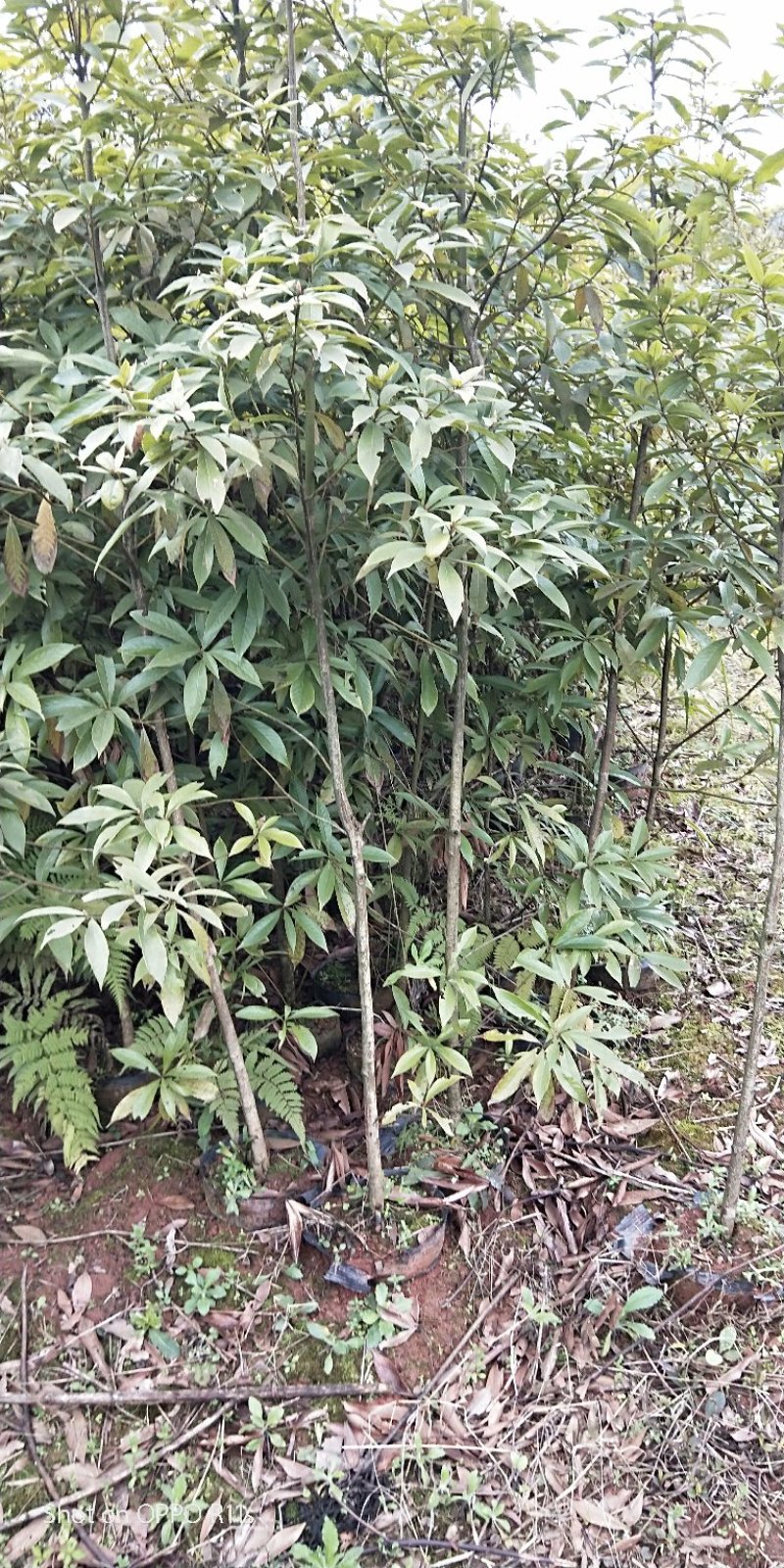 桢楠树/桢楠杯苗数量十万株，高度30公分至1.5米