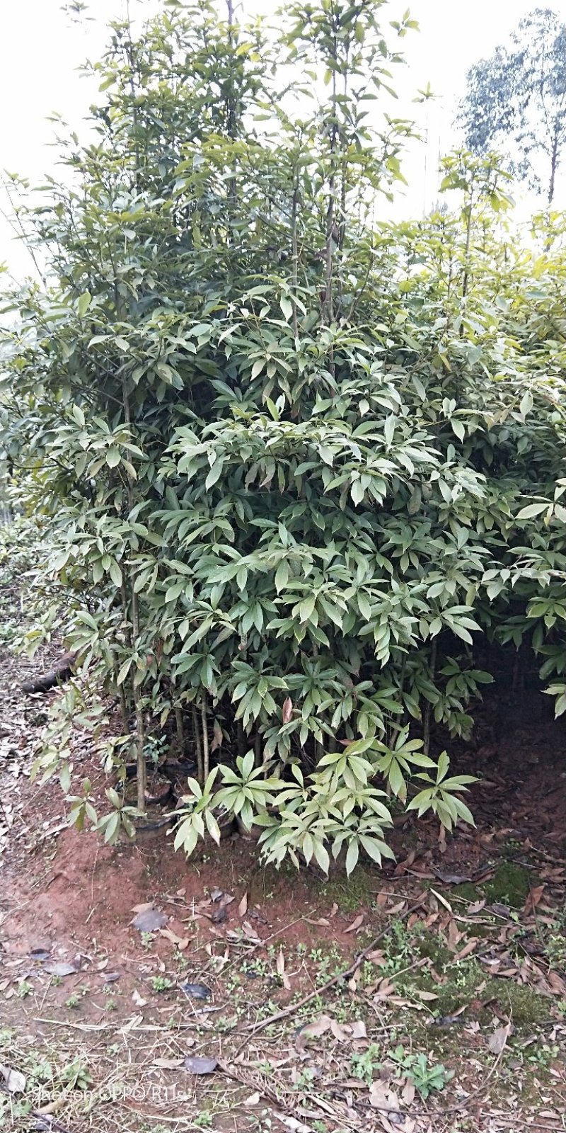 桢楠树/桢楠杯苗数量十万株，高度30公分至1.5米