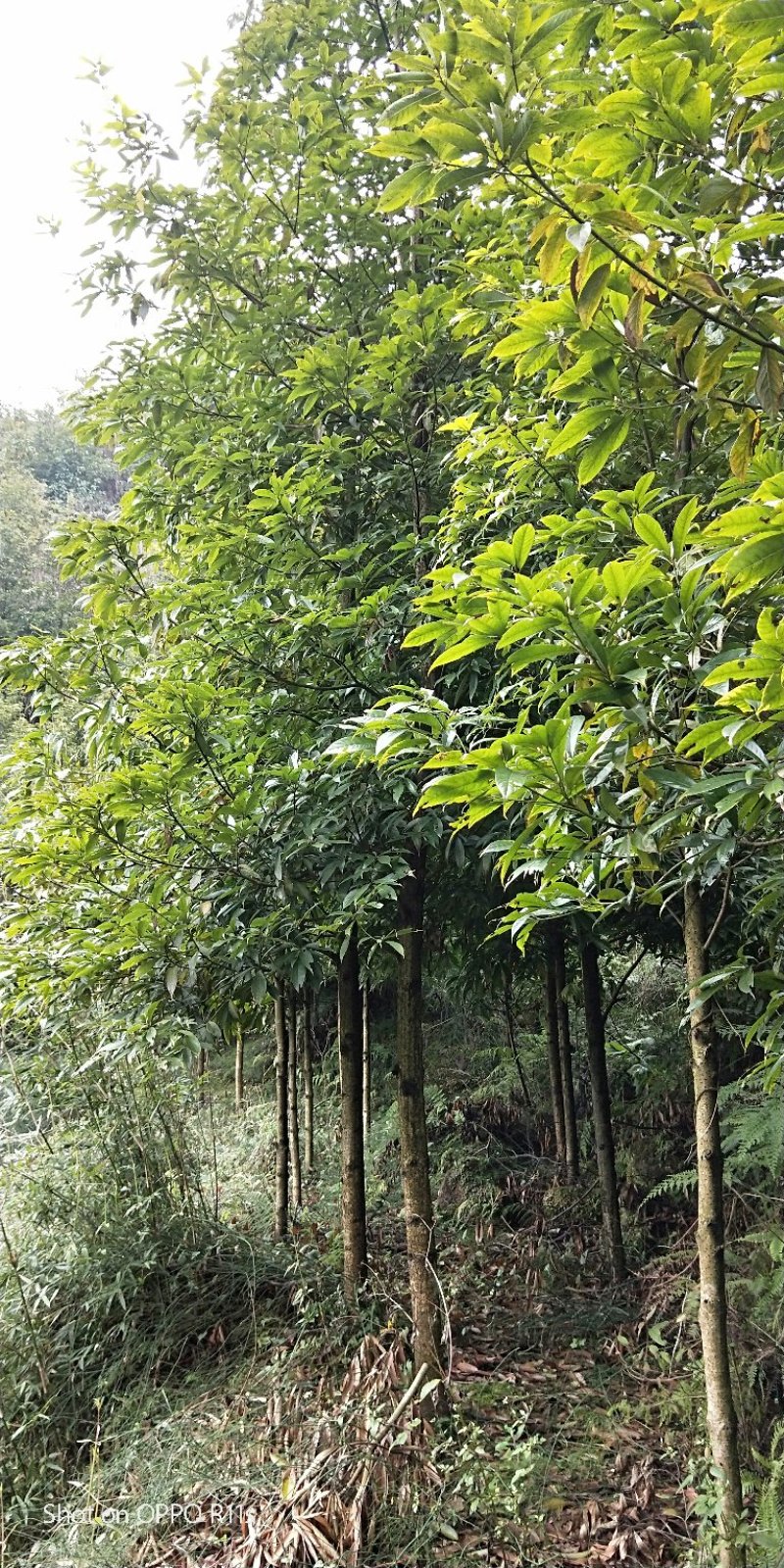 桢楠树/桢楠杯苗数量十万株，高度30公分至1.5米