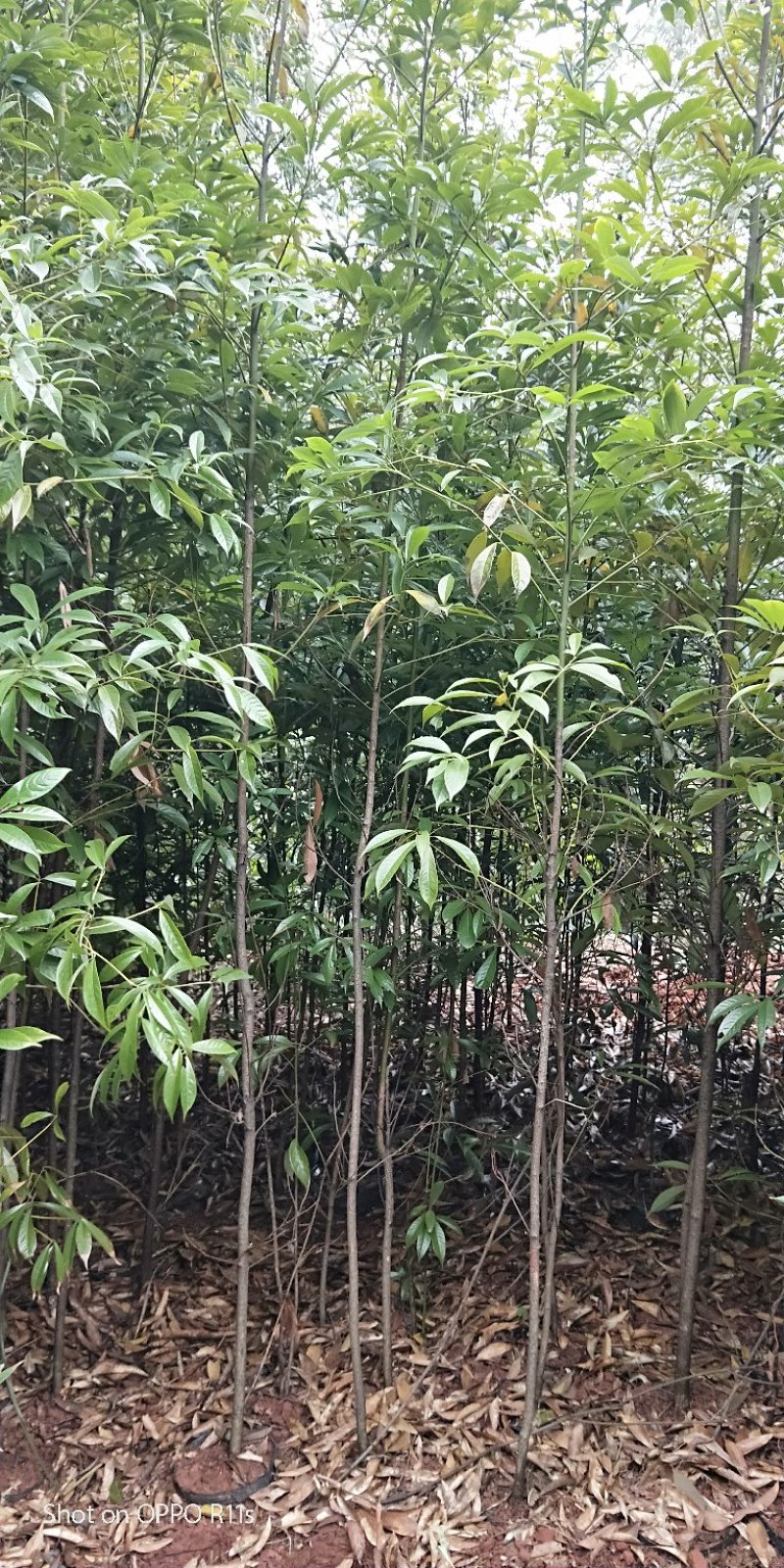 桢楠树/桢楠杯苗数量十万株，高度30公分至1.5米