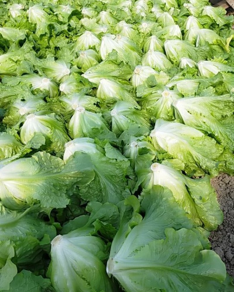 蔬菜生菜