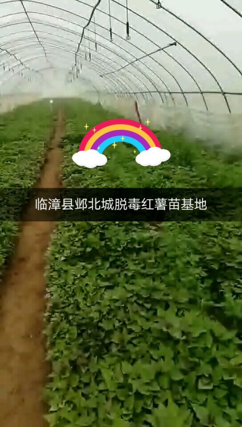 脱毒原原种级别【秦薯五号】产量高，条形好，产地直发