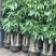 发财树盆栽大植物室内客厅大树桩发财树大型开业乔迁绿植树步
