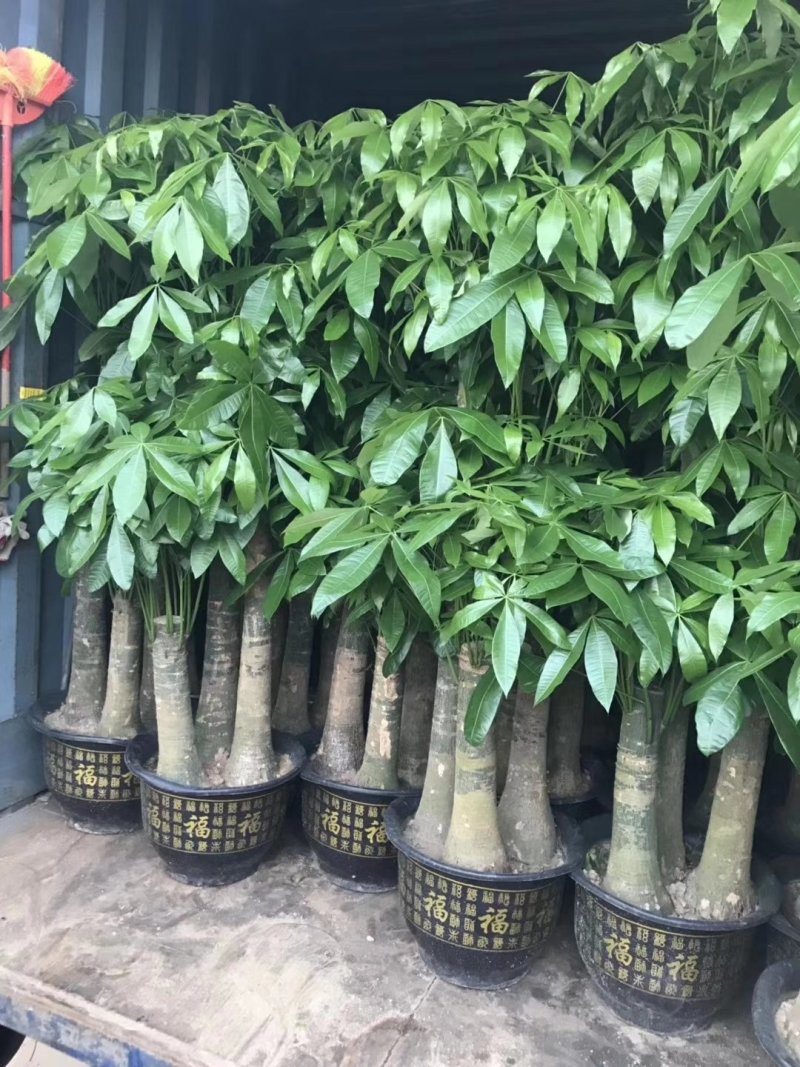 发财树盆栽大植物室内客厅大树桩发财树大型开业乔迁绿植树步