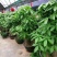 发财树盆栽大植物室内客厅大树桩发财树大型开业乔迁绿植树步