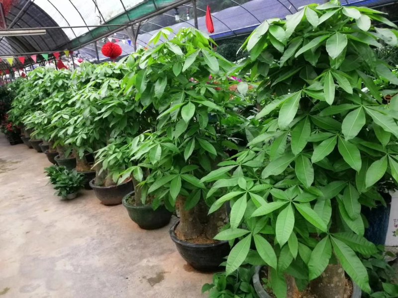 发财树盆栽大植物室内客厅大树桩发财树大型开业乔迁绿植树步