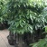 发财树盆栽大植物室内客厅大树桩发财树大型开业乔迁绿植树步