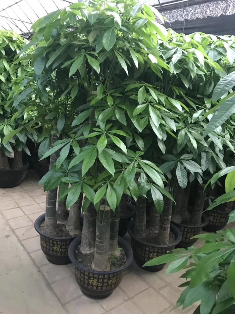发财树盆栽大植物室内客厅大树桩发财树大型开业乔迁绿植树步