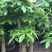 发财树盆栽大植物室内客厅大树桩发财树大型开业乔迁绿植树步