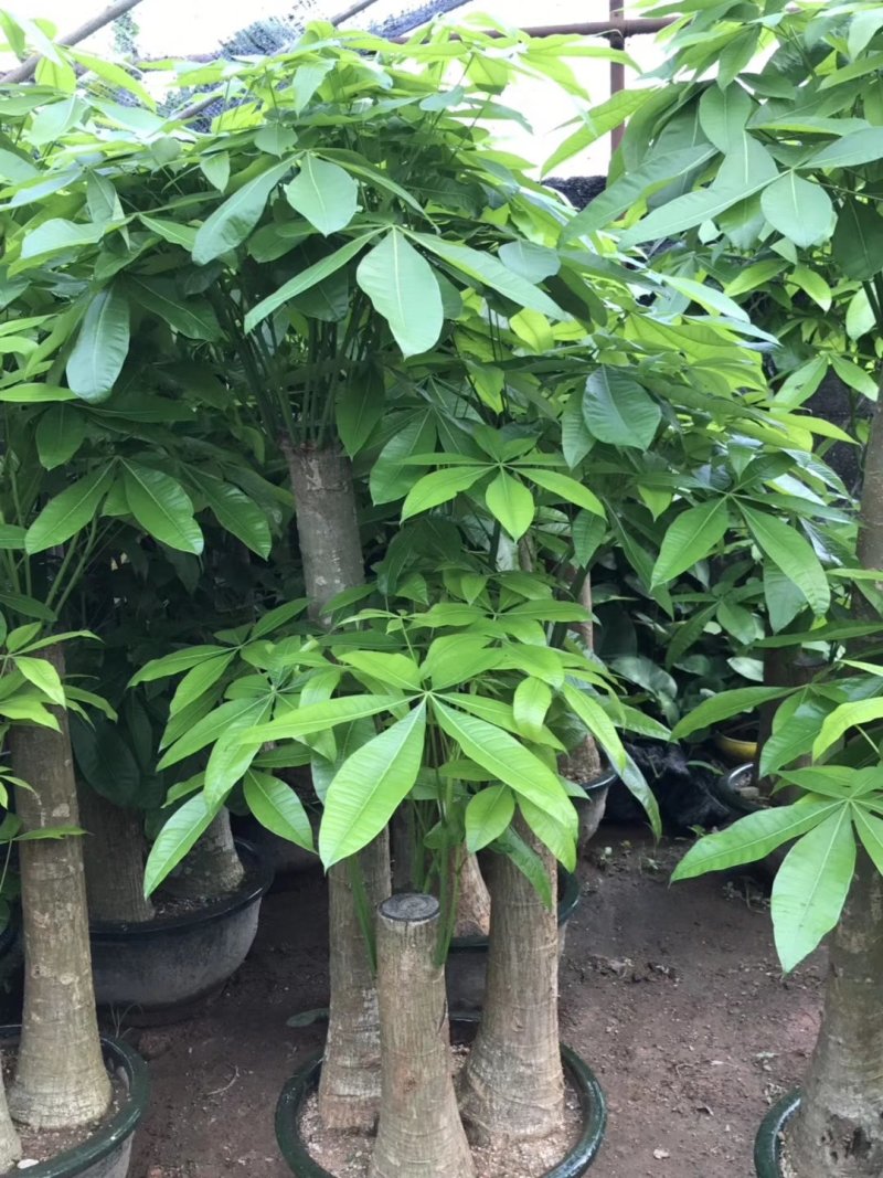 发财树盆栽大植物室内客厅大树桩发财树大型开业乔迁绿植树步