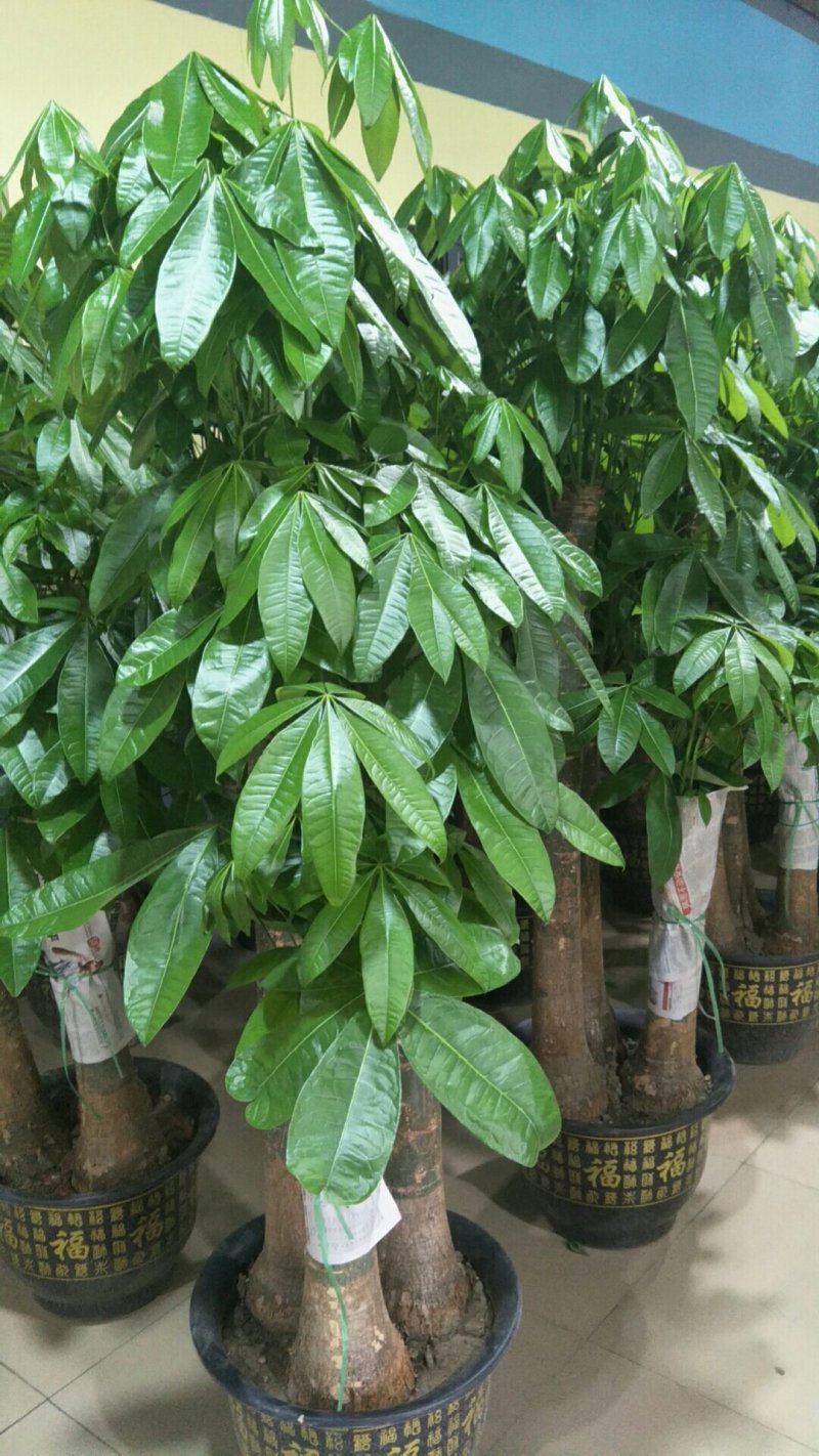 发财树盆栽大植物室内客厅大树桩发财树大型开业乔迁绿植树步