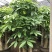发财树盆栽大植物室内客厅大树桩发财树大型开业乔迁绿植树步